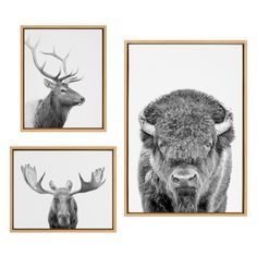 three black and white photographs of animals with antlers