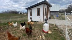 chickens and roosters in a fenced off area next to a chicken coop on a farm