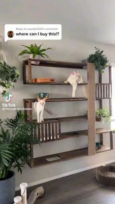 two cats are sitting on wooden shelves in the living room, one is white and the other is brown