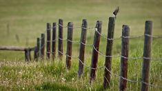 a bird sitting on top of a wooden fence in the middle of a grassy field