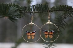 Monarch Butterfly Gold Hoop Earrings Monarch Butterfly Jewelry, Saranac Lake Ny, Saranac Lake, Butterfly Jewelry, Monarch Butterfly, Gold Hoop, Gold Hoop Earrings, Favorite Jewelry, Jewelry Earrings Dangle