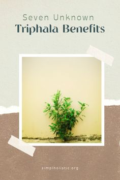 A image of a green plant/herb growing in a ground Triphala Benefits, Supplement Routine, Winter Wellness, Liver Detoxification, Digestive Issues, Vision Problems, How To Prevent Cavities, Take Care Of Your Body, Thyroid Health