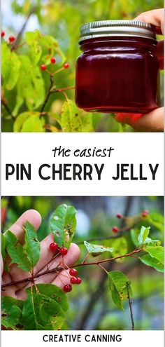 a jar of pin cherry jelly sitting on top of a leafy tree next to a person's hand