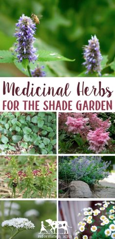 some flowers and plants with the words medical herbs for the shade garden