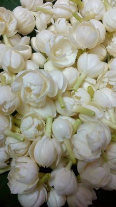 a bunch of white flowers that are next to each other