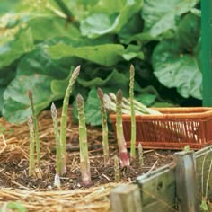 asparagus growing in the ground next to a potted plant