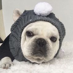 Woolen French Bulldog Hat - Grey - Frenchie Complex Shop Christmas Dog Hat, Small Dog Accessories, Puppy Hats, Pom Dog, Bulldog Francese, Frenchie Bulldog, Dog Hat, Dog Wear, Winter Dog