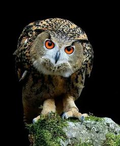 an owl with orange eyes sitting on top of a rock