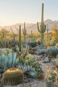 many different kinds of cactus in the desert