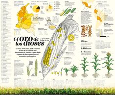 an info poster with corn on the cob and other things to eat in it