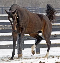 a brown horse running in the snow by a fence with its legs spread out and it's head turned to the side