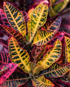 a colorful plant with yellow and red leaves