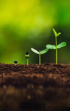 two small plants sprouting from the ground in front of each other on top of dirt