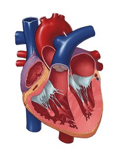 an image of a heart with blood vessels attached to the right and left sides, viewed from above