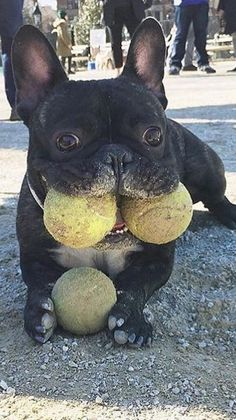 a black dog holding two tennis balls in its mouth and chewing on it's thumb