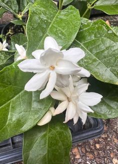 the white flowers are blooming on the green leaves in the potted planter