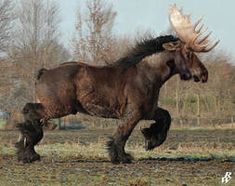 a large moose running across a field with its head on it's hind legs