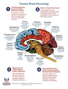 the human brain is labeled in three different sections, including the cerebratorys and