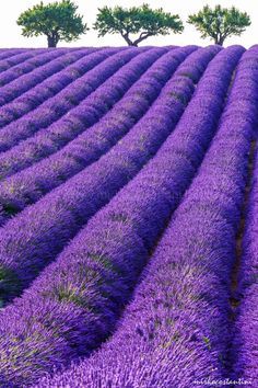 two trees are in the middle of a field full of lavenders, and there is no image to describe