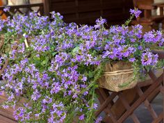 purple flowers are growing in a basket on a bench