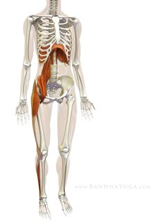 The Daily Bandha: Sankalpa, Visualization and Yoga: The Diaphragm-Psoas Connection Psoas Iliaque, Punkty Spustowe, Nervus Vagus, Psoas Release, Yoga Anatomy, Psoas Muscle, Muscle Anatomy, Human Skeleton, Pose Yoga