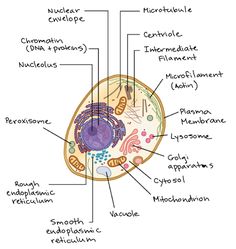 the structure of an animal's cell and its major functions, including membranes