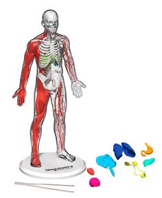 a model of the human body is shown with pins and markers to show it's major functions