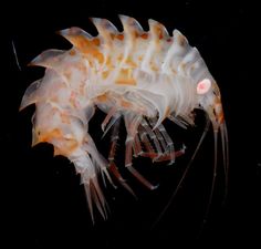 an orange and white shrimp on black background