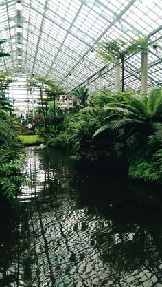 the inside of a greenhouse with water and plants