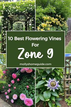 some flowers and plants that are growing in the yard with text overlay saying 10 best flowering vines for zone 9