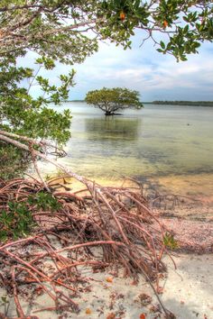 an image of a tree that is in the middle of some water with branches sticking out of it