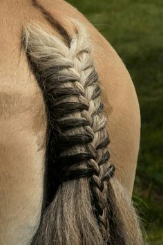 a horse with braids on its back