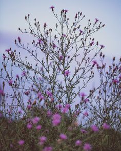 some pink flowers are growing in the grass