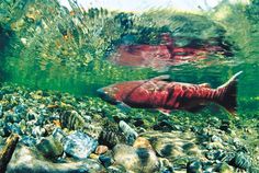 a fish swimming in the water near rocks