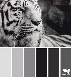 a white tiger sitting on top of a bed next to a black and white wall