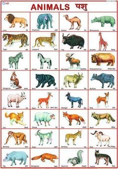 an animal chart is shown with different animals