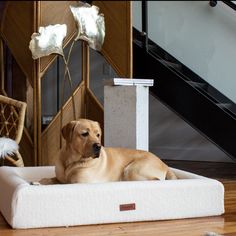 a large brown dog laying on top of a bed in a living room next to stairs