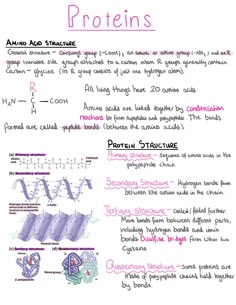 the diagram shows how to make protein diagrams