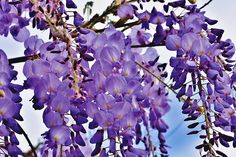 purple flowers blooming on the branches of a tree in front of a blue sky