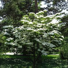 a white dogwood tree in the middle of a park