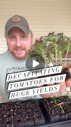 a man is holding up some plants in front of him and the caption reads, decipating tomatoes for huge yields