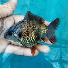 a person holding a small fish in their hand