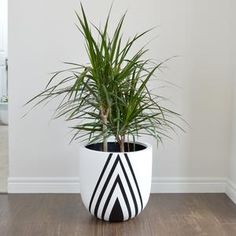 a potted plant sitting on top of a wooden floor