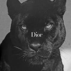 a black cat with the word dior on it's forehead