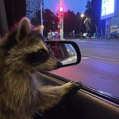 a raccoon looking out the window of a car