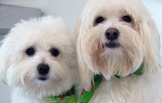 two small white dogs wearing green collars