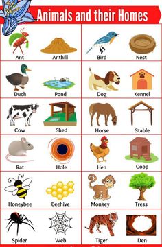 an animal and their homes poster with the words animals and their homes in english on it