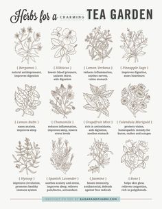 herbs for a tea garden poster with instructions on how to use them in the kitchen