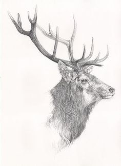 a drawing of a deer with antlers on it's head and long horns