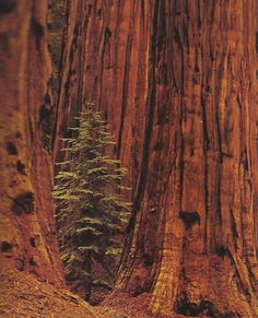 two people are standing in front of the giant trees